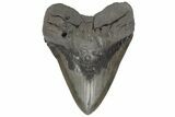 Fossil Megalodon Tooth - Massive Meg Tooth #210738-1